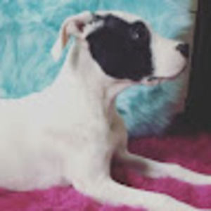 Meet your Posher, I am